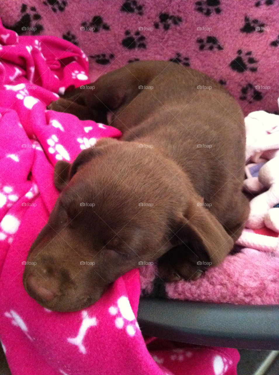 Sleeping lab puppy