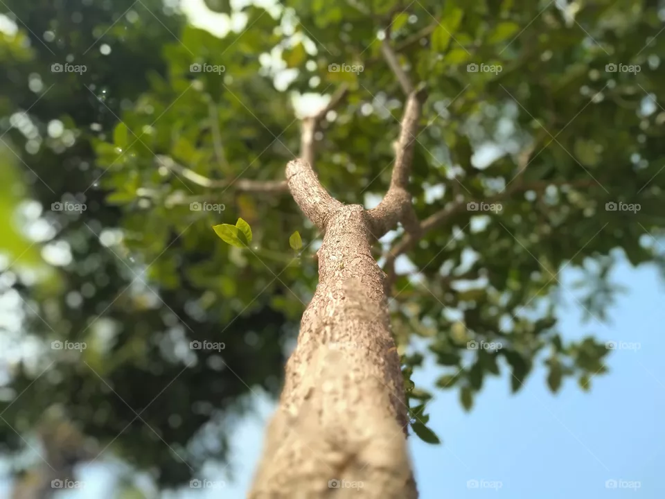 plant look like tree