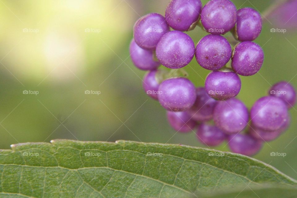 Bright round fresh purple flower blooming