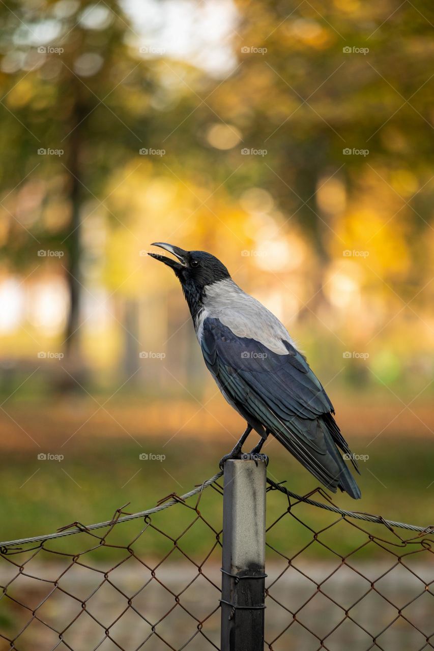 Raven on a metal wire