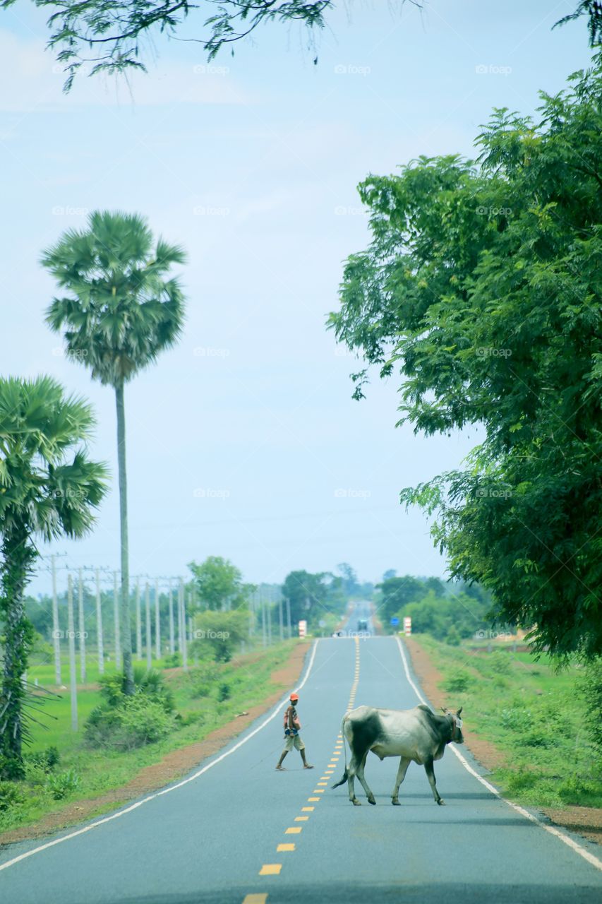 Cow and a kid on the road . There were a cow and a kid on the way to toek Phose district, kampong Chhnang province, Cambodia 