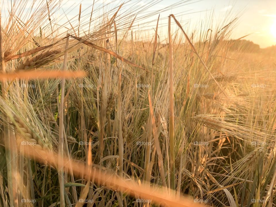 Wheat grain 