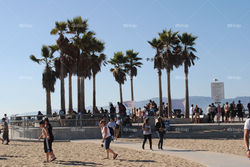 People and palm trees at Venice beach