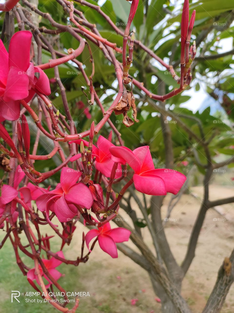 open flowers of red colour