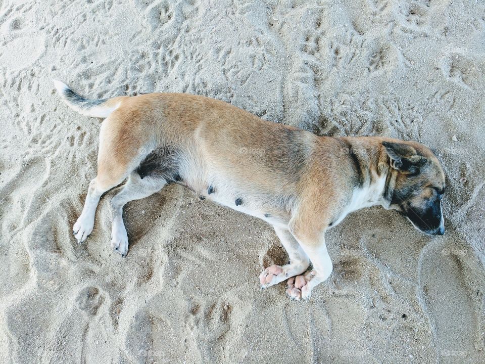 Dog Napping on the beach