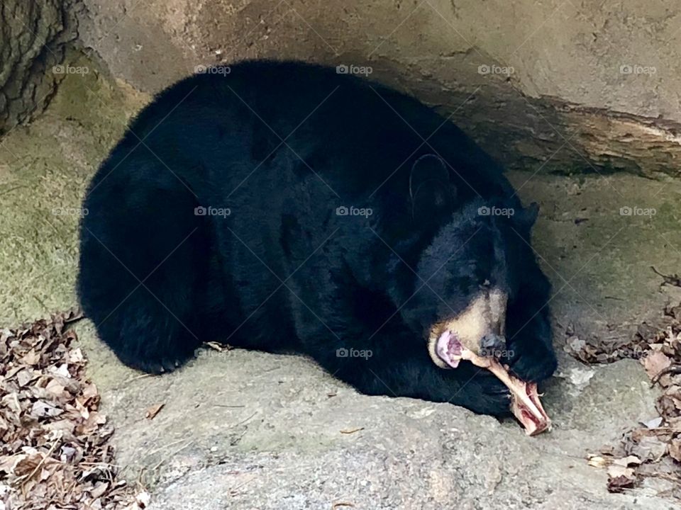 Black bear eating bone