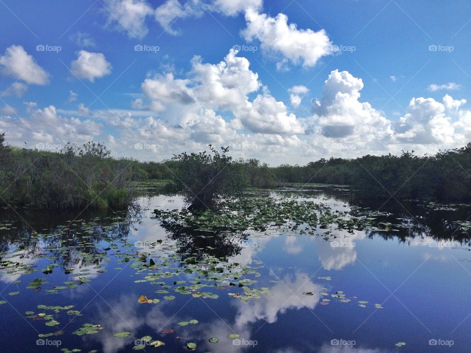 Into Everglades. Reflection on the water of the Everglades,Florida