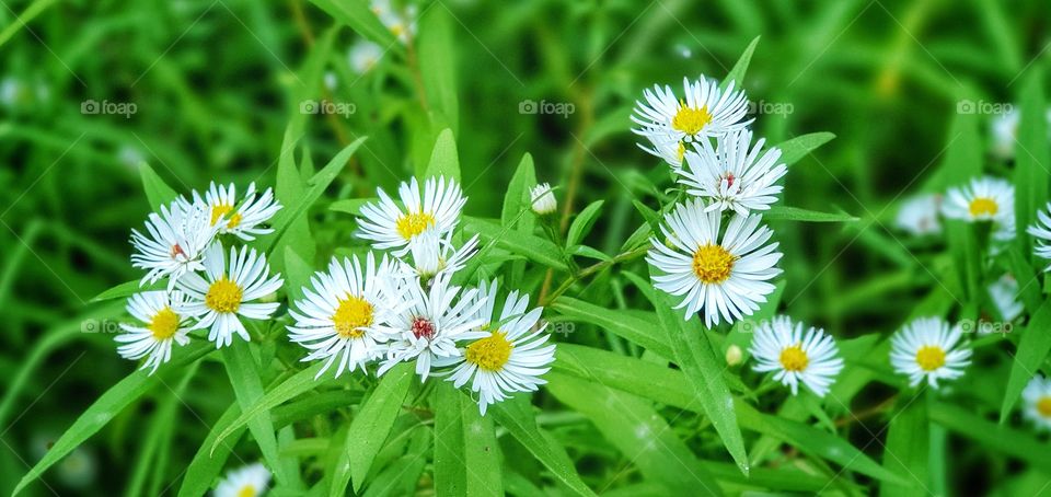 Last few days of Summer remaining in Australia. Spotted some beautiful daisys when I was walking down a park so took a top down shot of them
