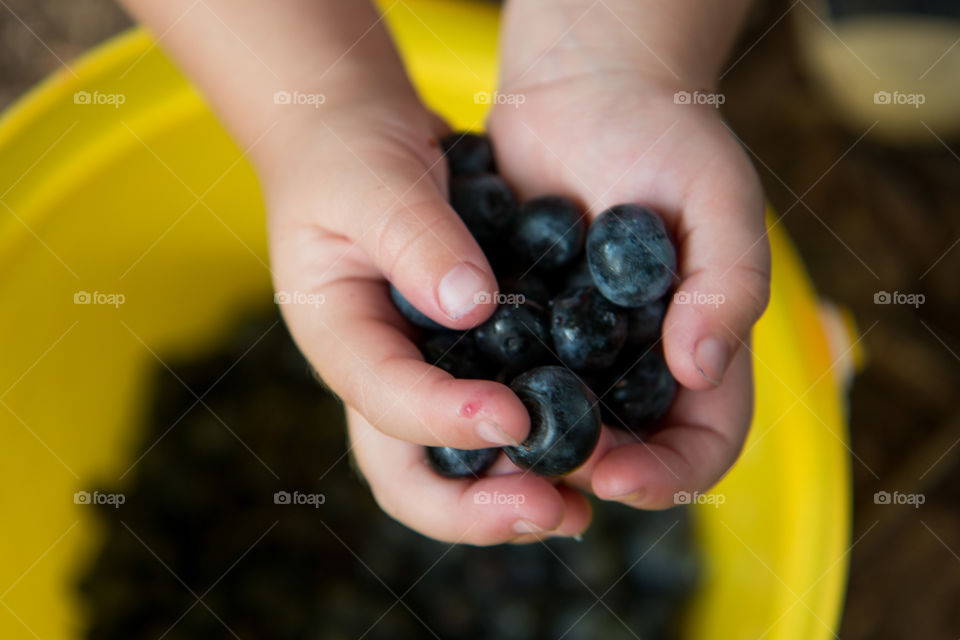 Child holding blueberries 