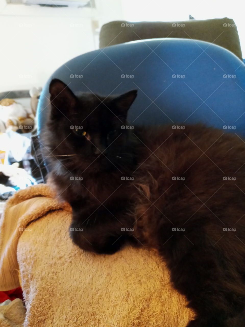 black cat towel gold blue chair