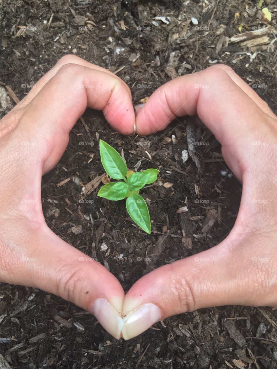 Heart hands in dirt.