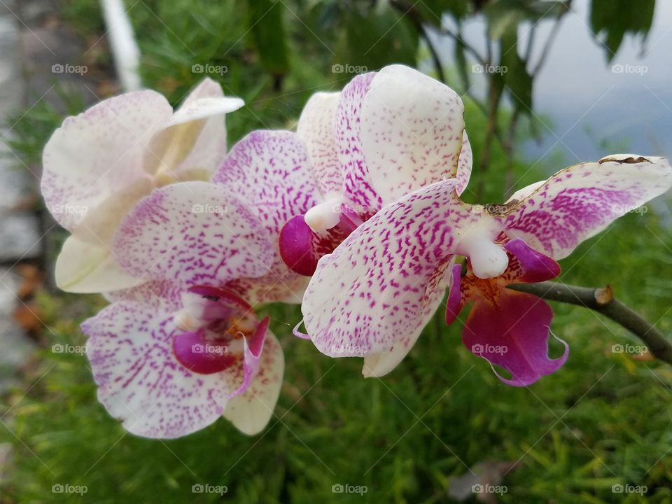 Dad's Orchids in the GARDEN 4