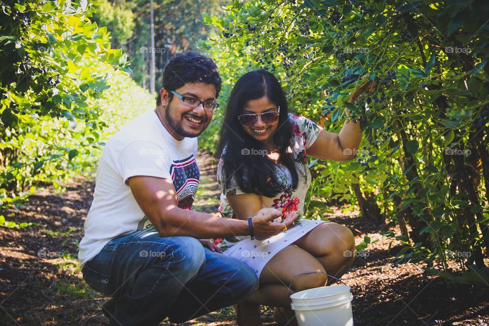Couple picking bluberries in a farm