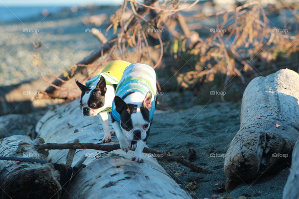 Another day at the beach with pups but this time some beautiful late afternoon winter sun warmed us while we took in the views. My wussy Boston Terriers hate getting cold so they had their shirts on when clambering around on the driftwood.