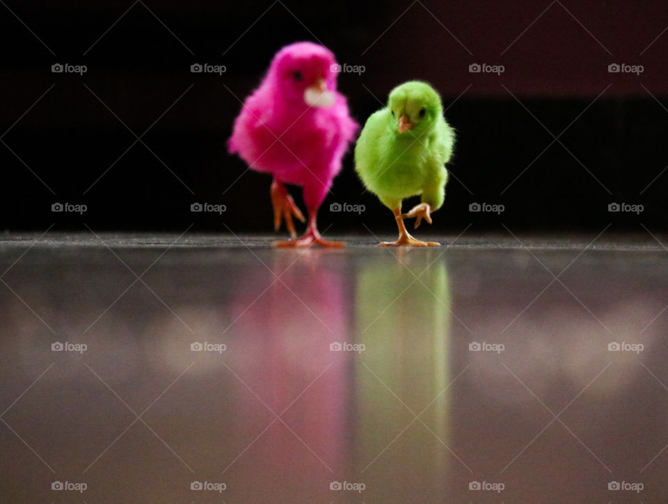 colourful chicks