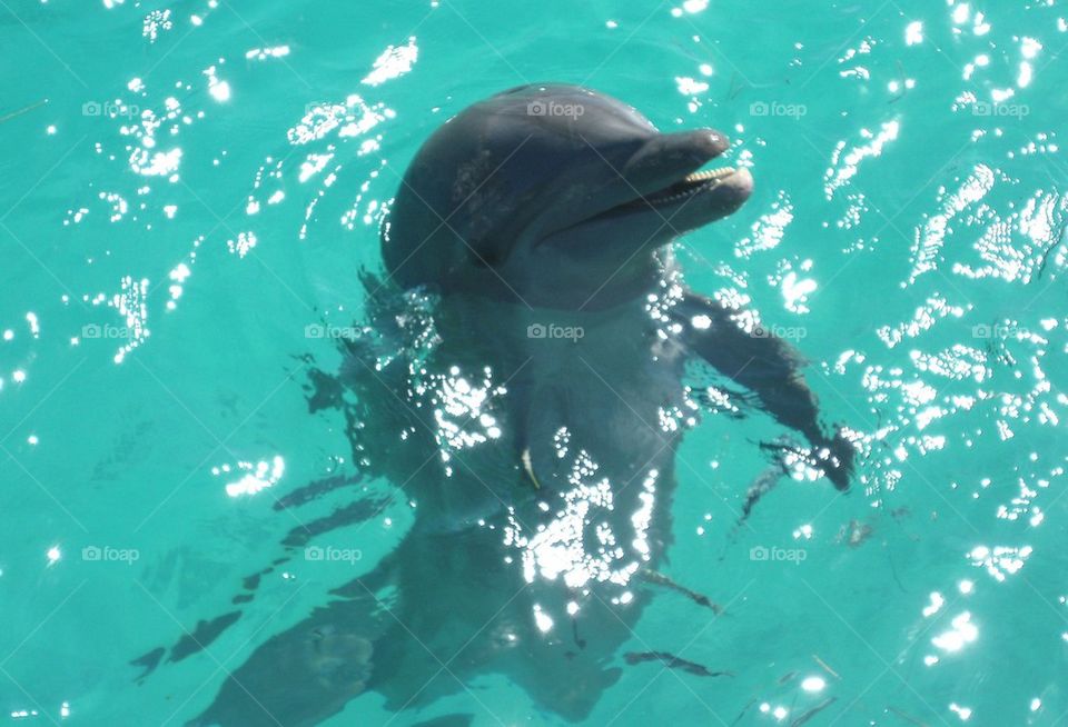 Smiling Dolphin 