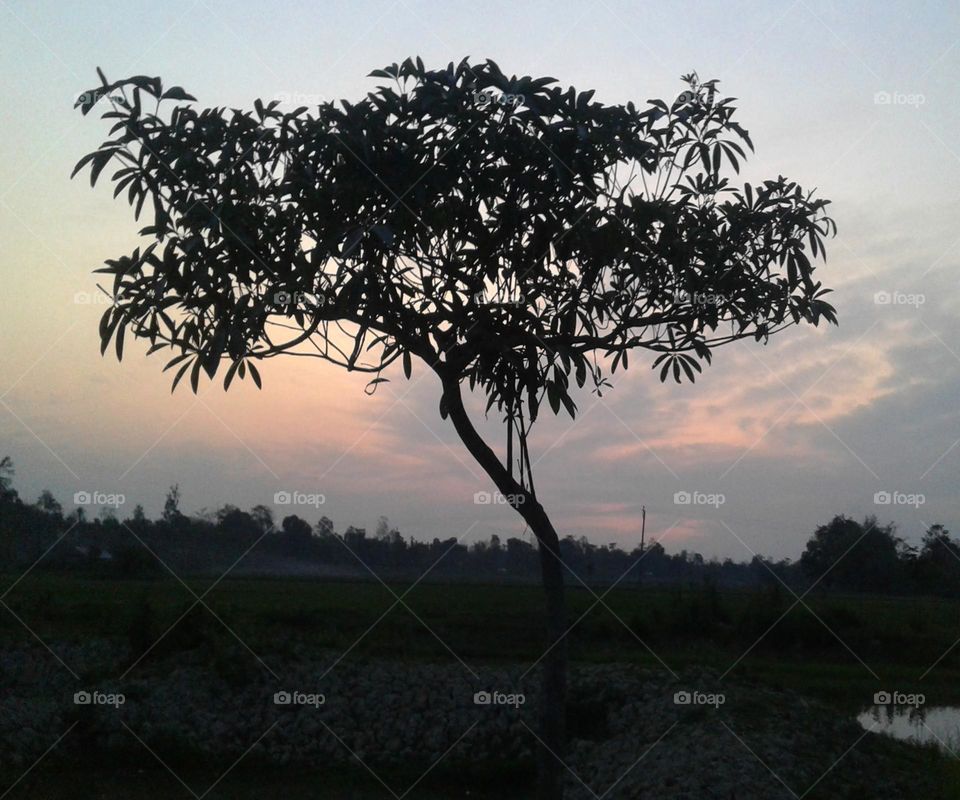 During the rainy season a tree evening time click