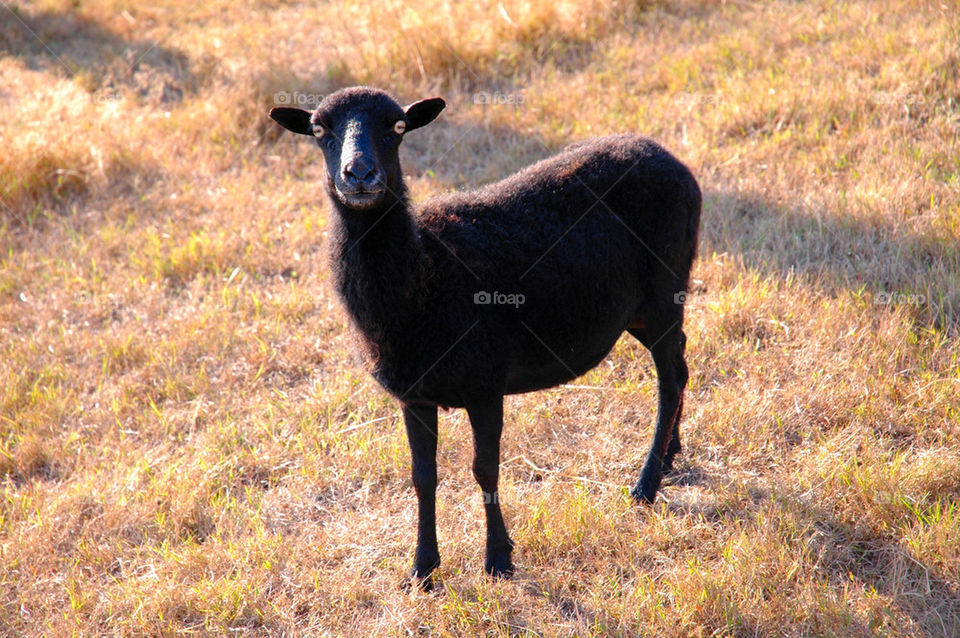 Black Sheep