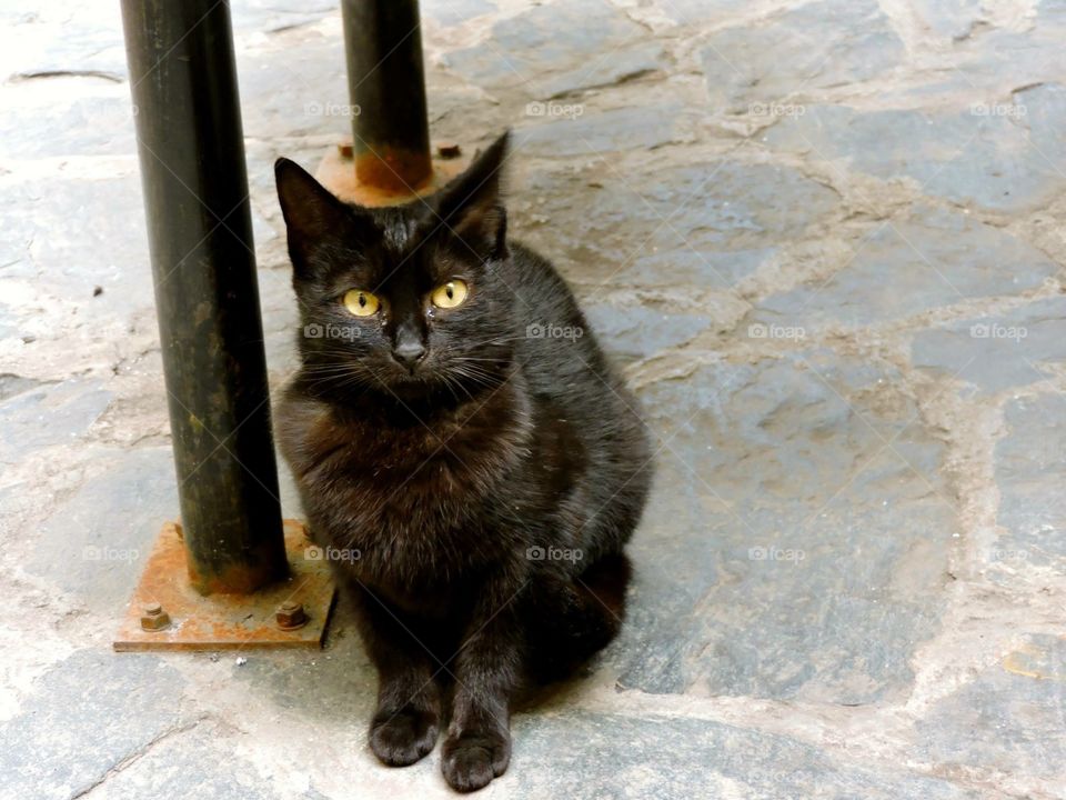 Black Street Cat 