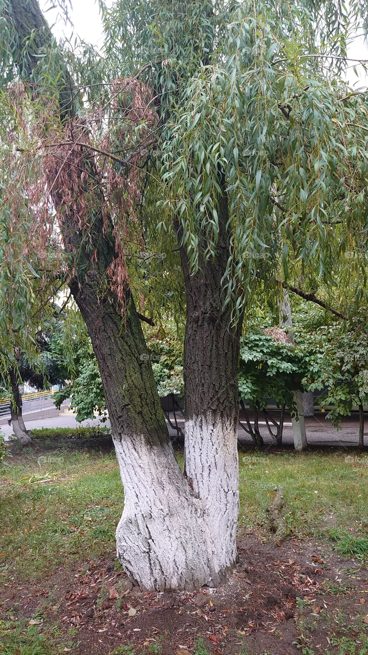 Moods of autumn