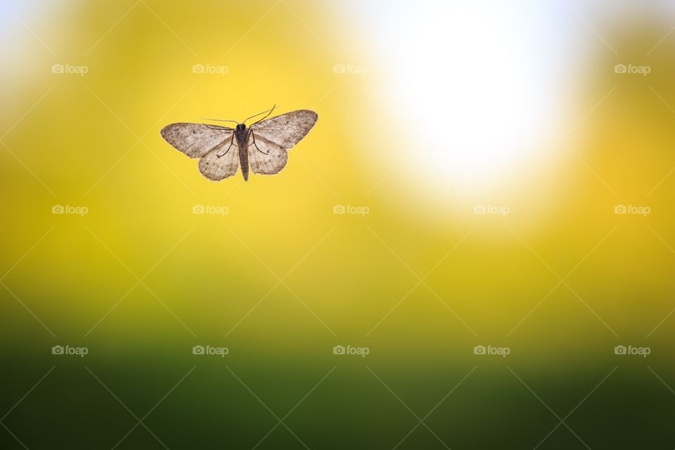 Moth on green background