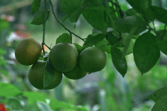 cultivo de Limones