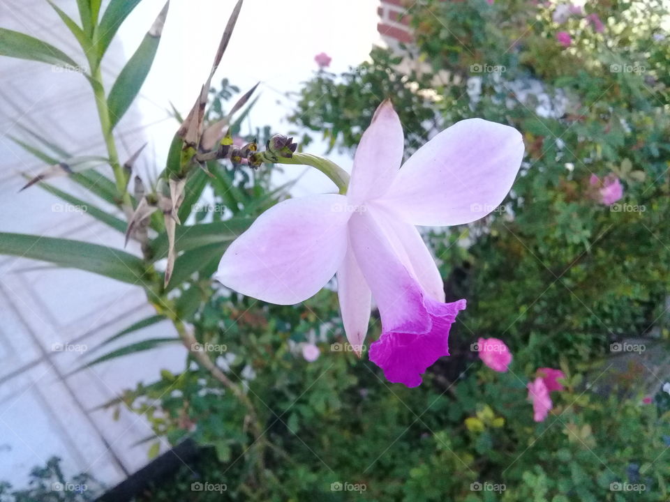 Beautiful Lilac Orchid