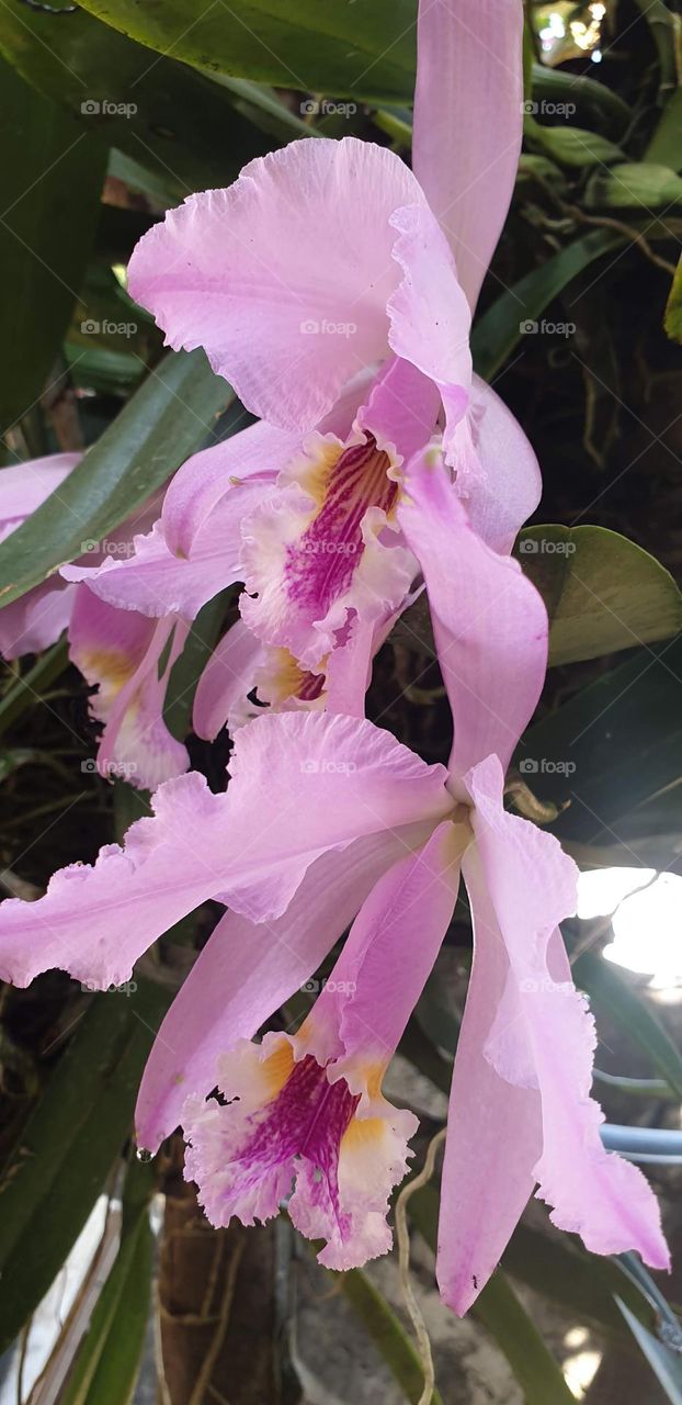 beautiful orchids , flower, silver, pink, purple