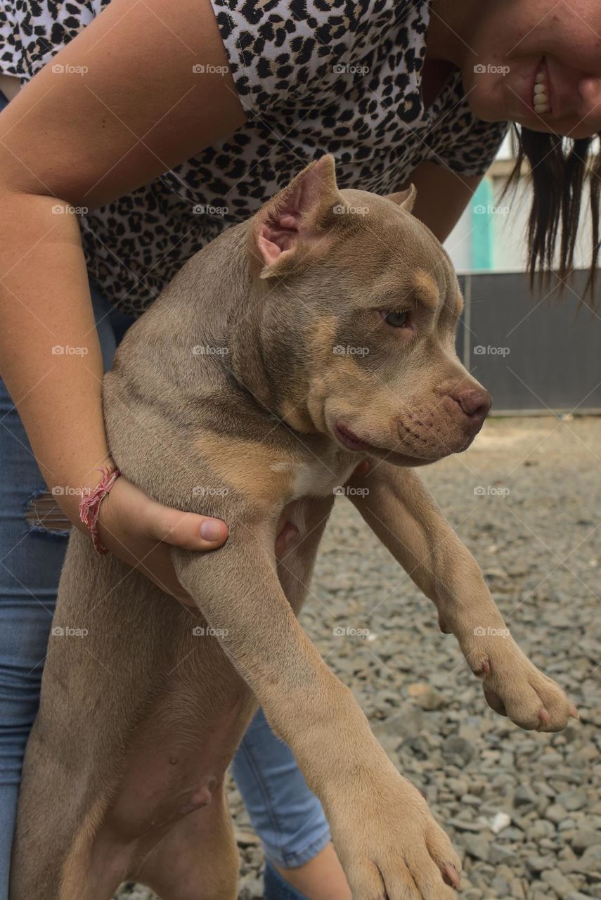 Small brown pitbull dog in hands