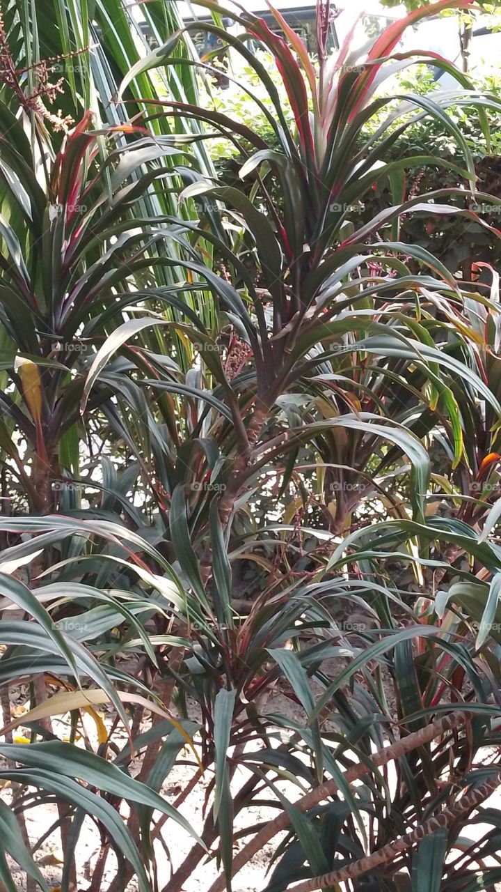 Dracaena