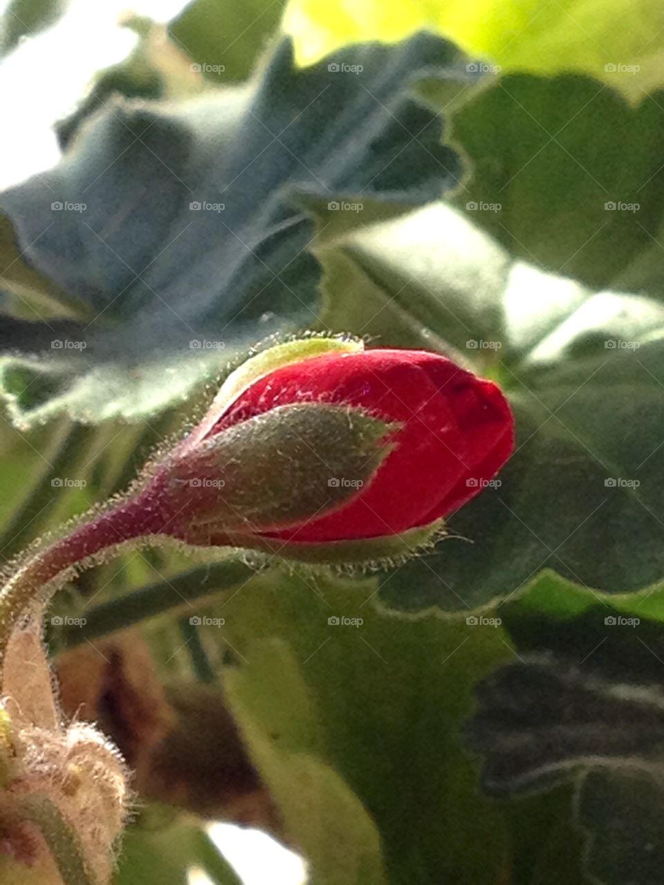 Garden..beautiful flowers