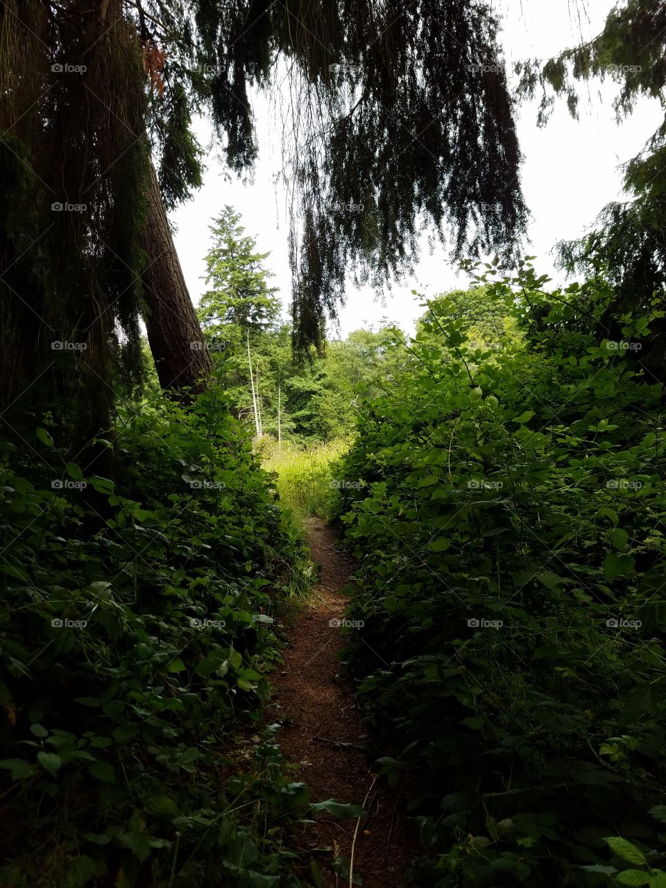 urban hiking through the forests of Discovery Park. Seattle, Washington 6/22/2016