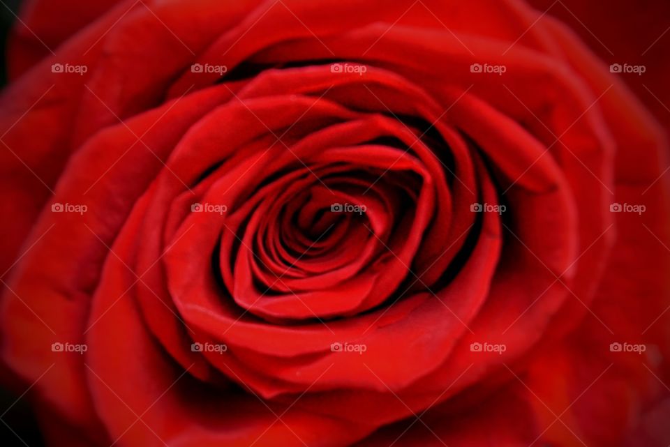 Close up of a Rose 