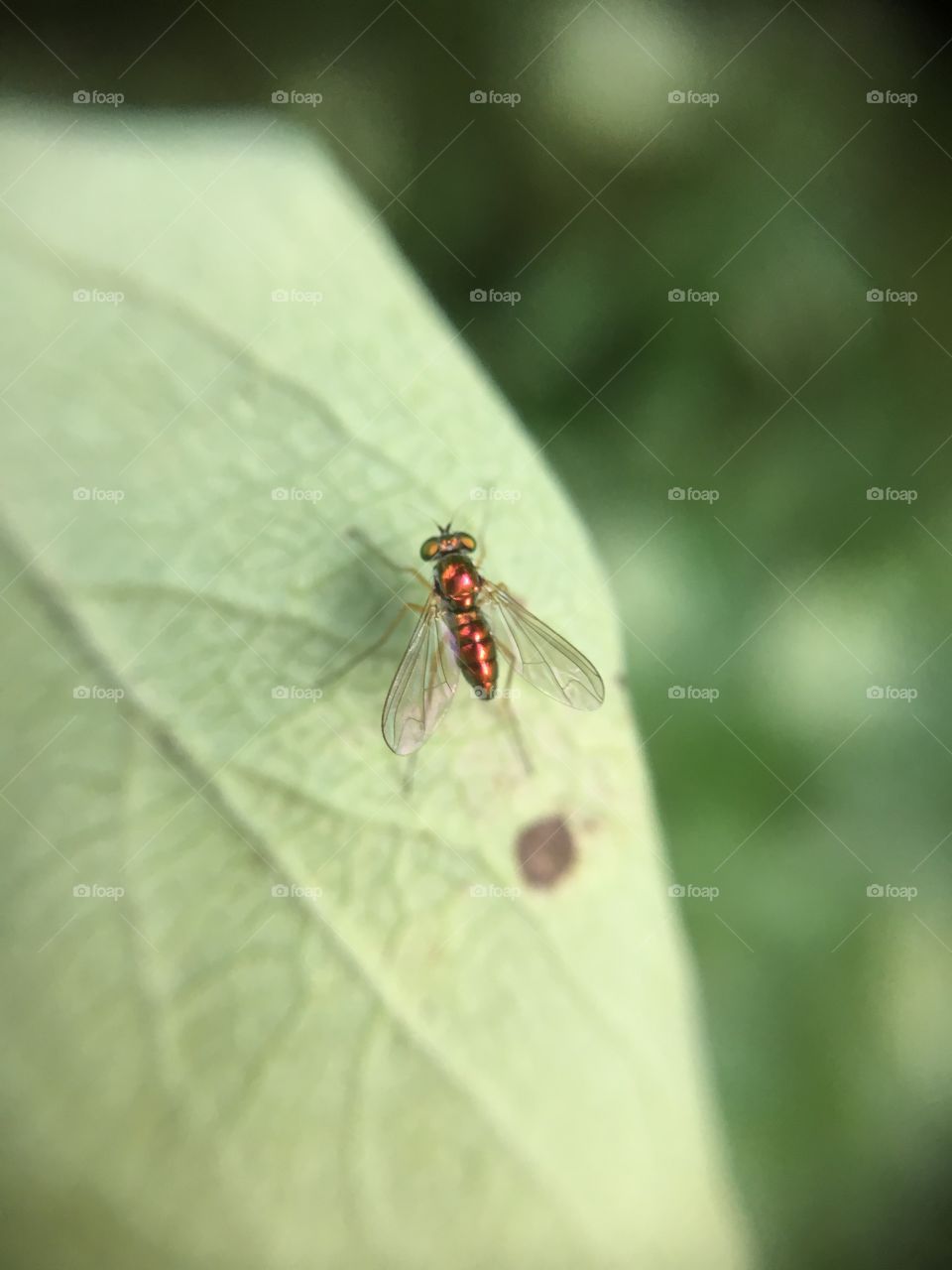 Tiny scintillating  fly in sunshine