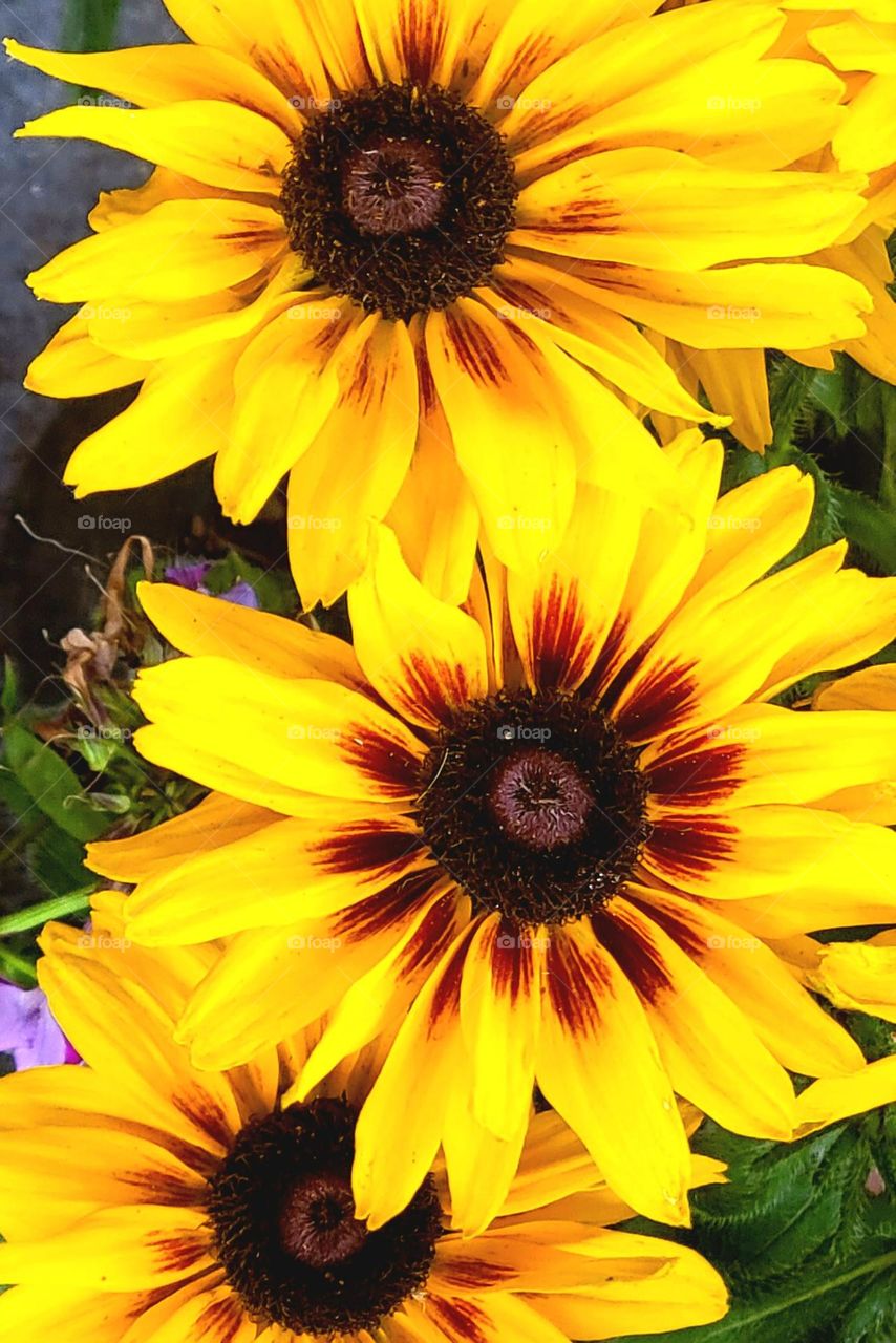 Beautiful bright flowers 💐