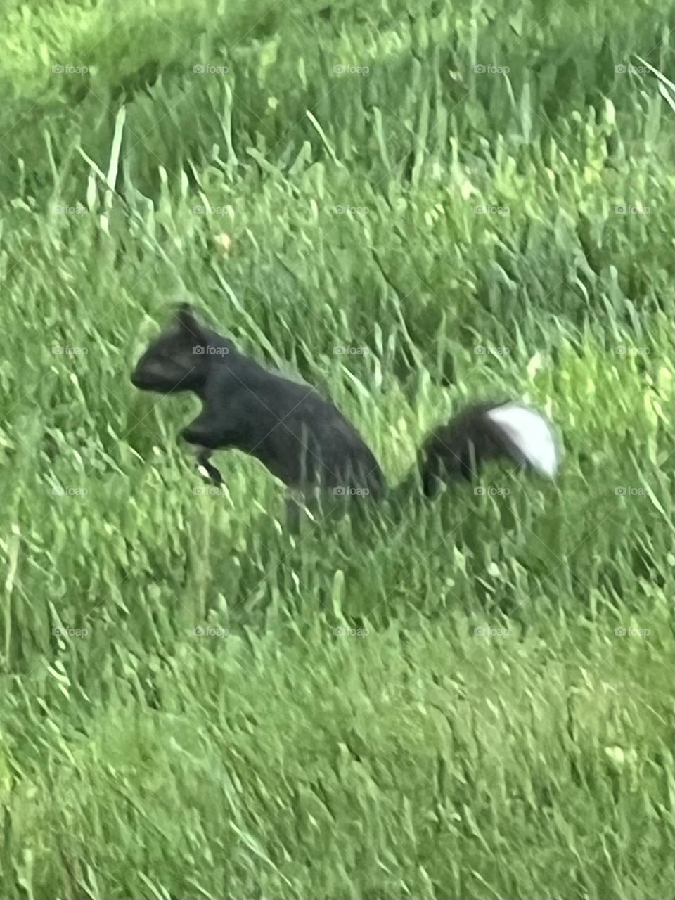 Black squirrel white tip