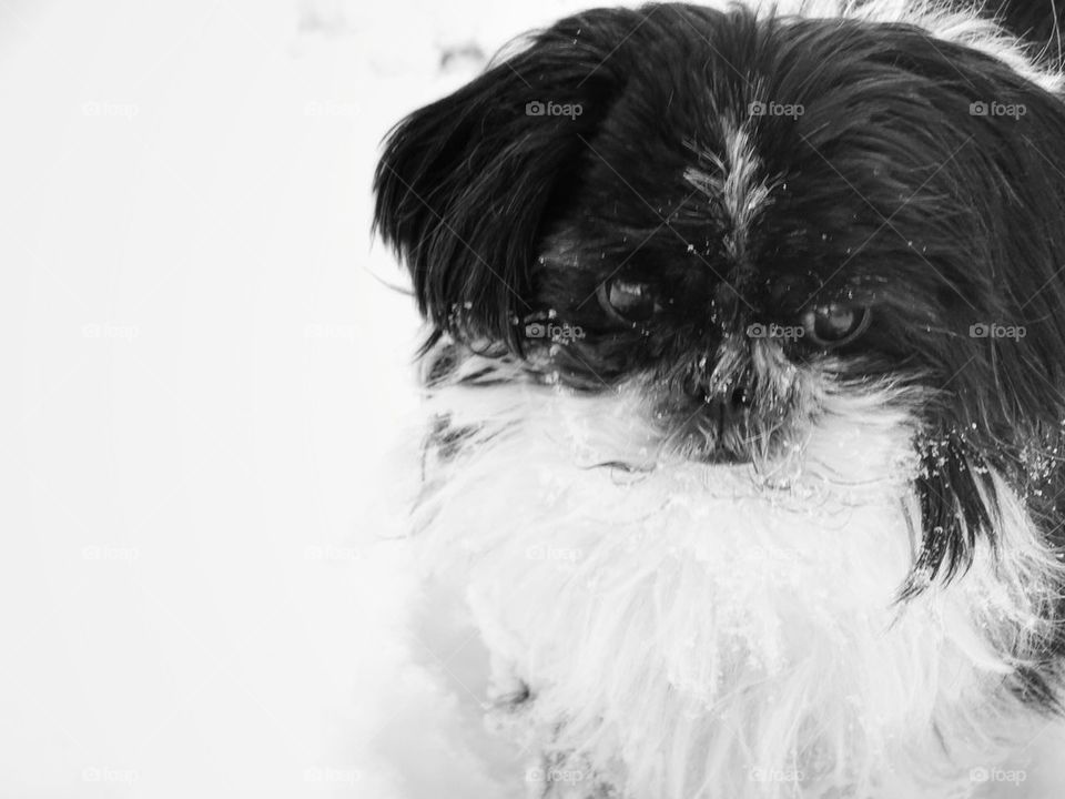 Shi Tzu in the Snow