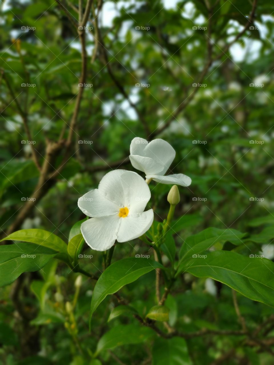 Love to explore the nature and creatures of it!! this portrait is clicked when I was roaming in my backyard.