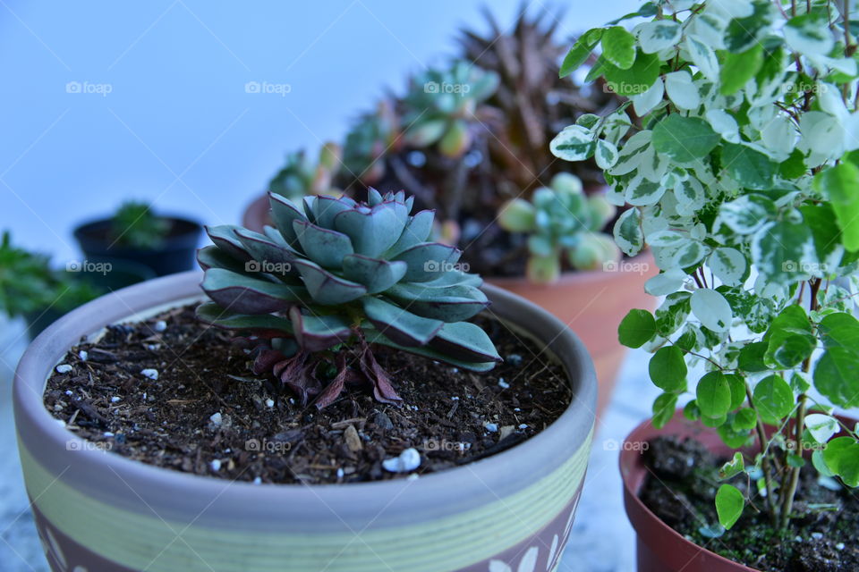 Plants growing in ceramic pots