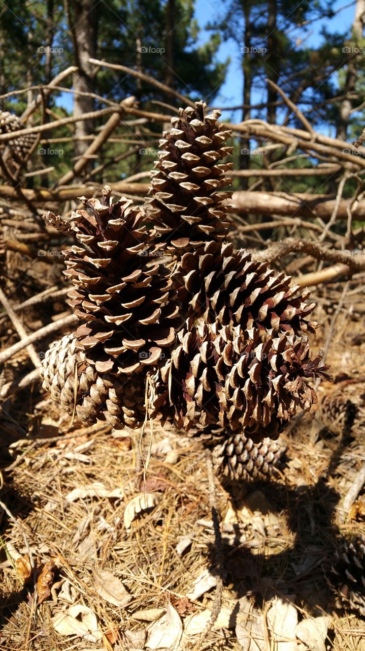 pines cones. pines cones