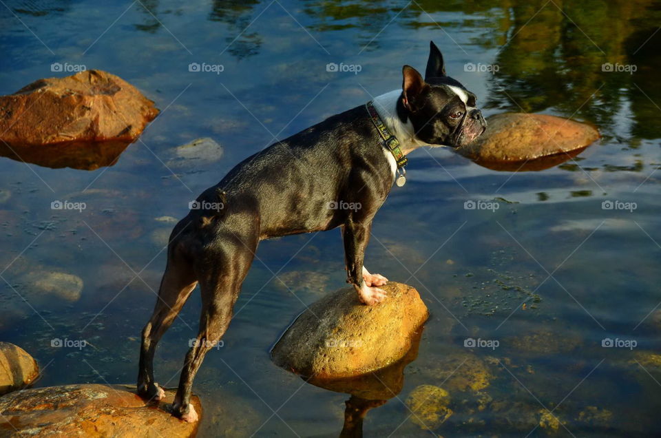 Boston Terrier at river