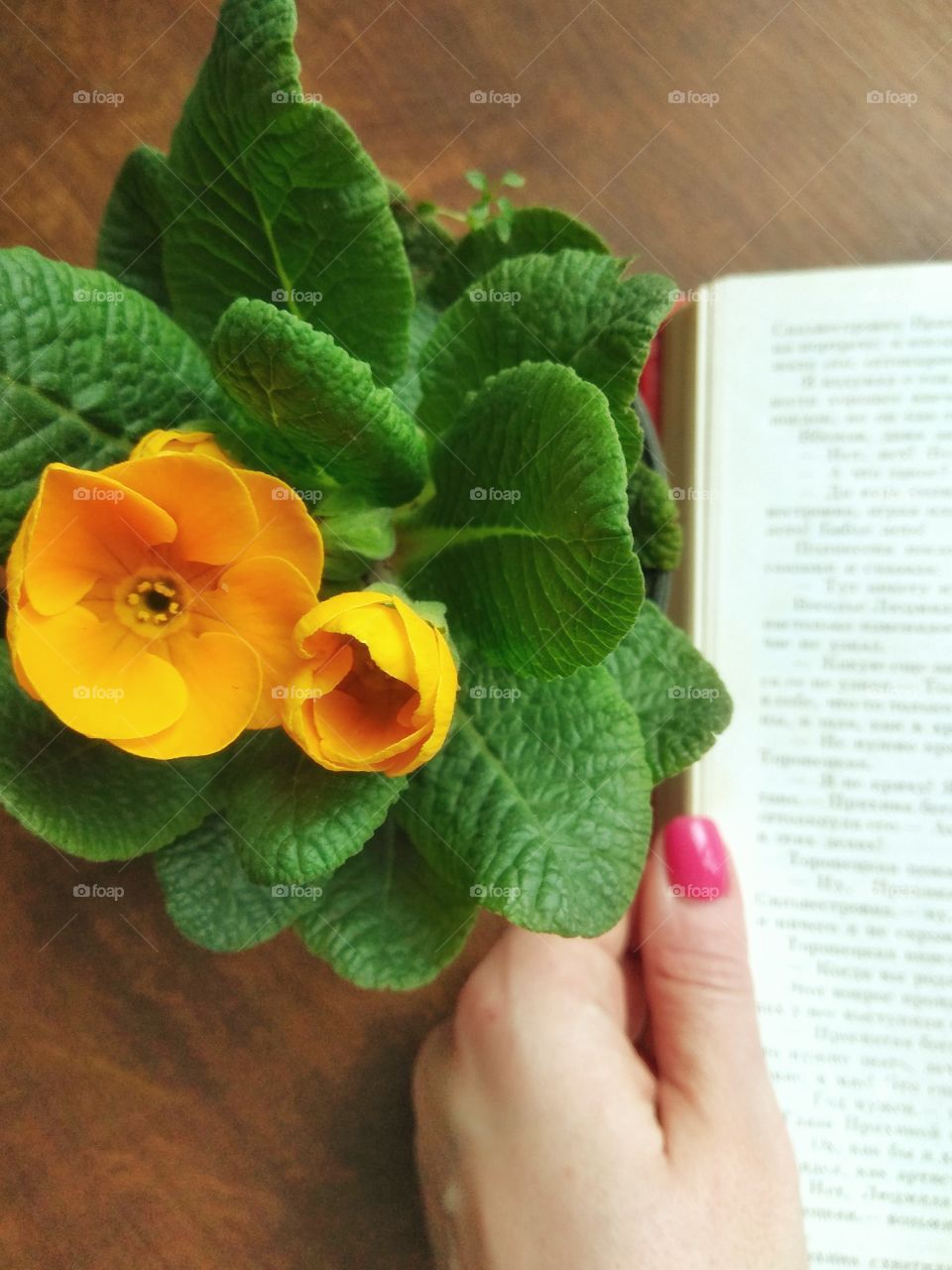 yellow flower and female hand near the open book