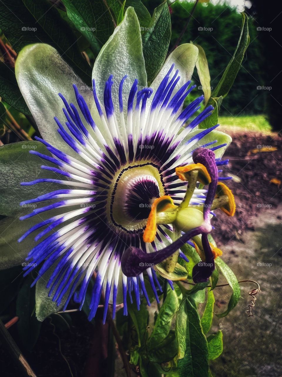 Blue passionflower