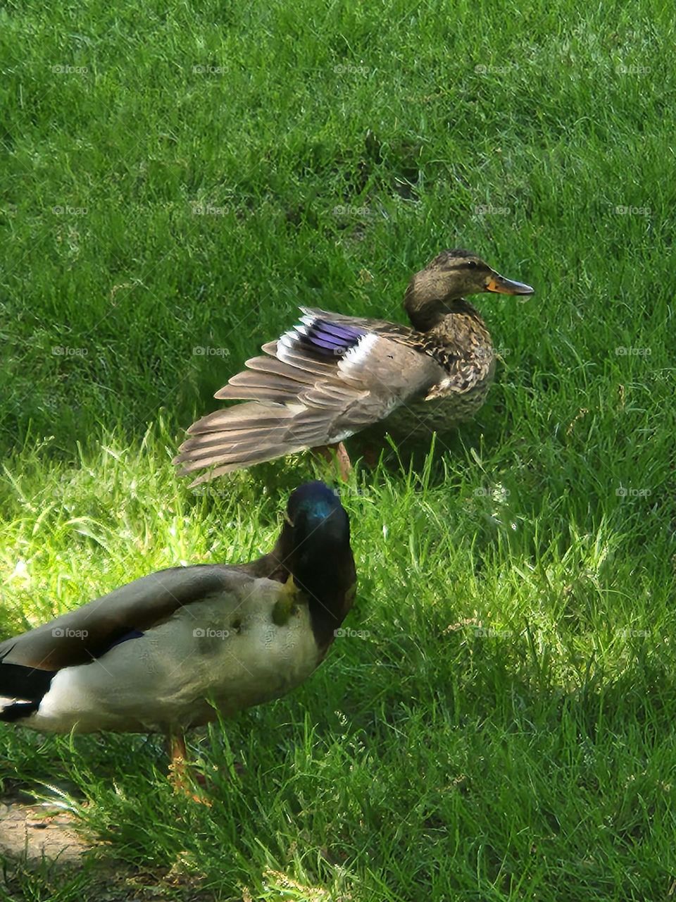 Duck spreading a colorful wing while sitting in the shady grass of an Oregon Apartment complex