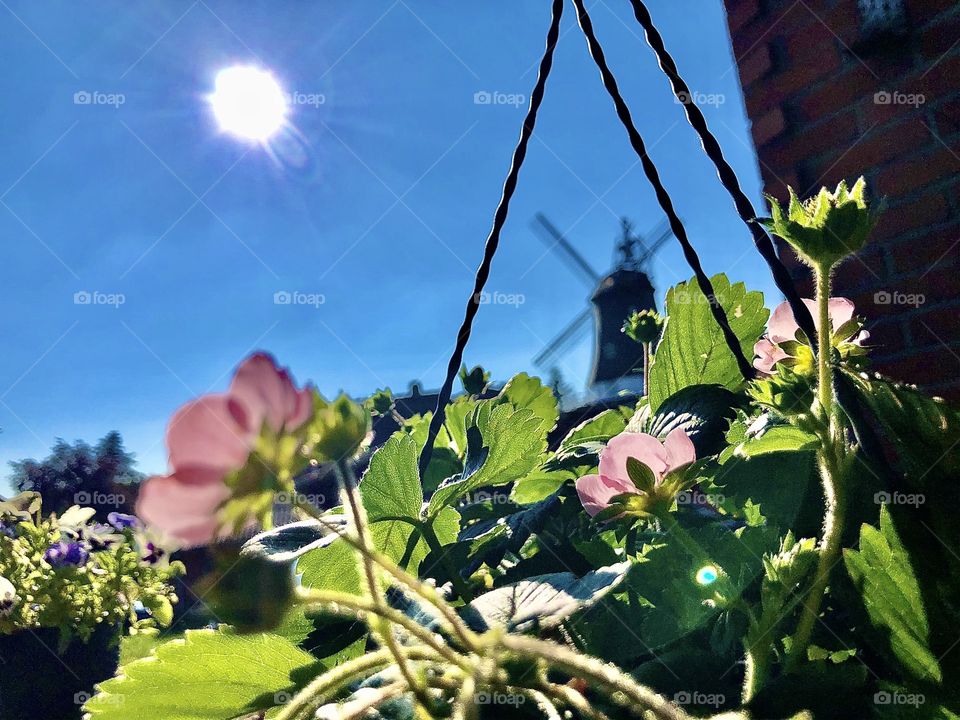 Look my strawberries 😍