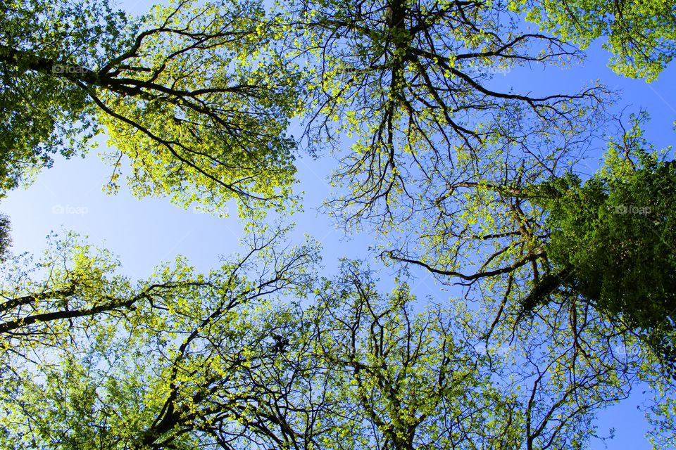 forest trees sky conection relaxing