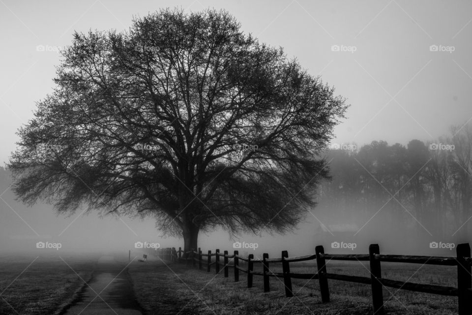 Foap, Color vs Black and White: A barren might oak tree stand proud and tall among the fog. Lake Benson Park, Garner, North Carolina. 