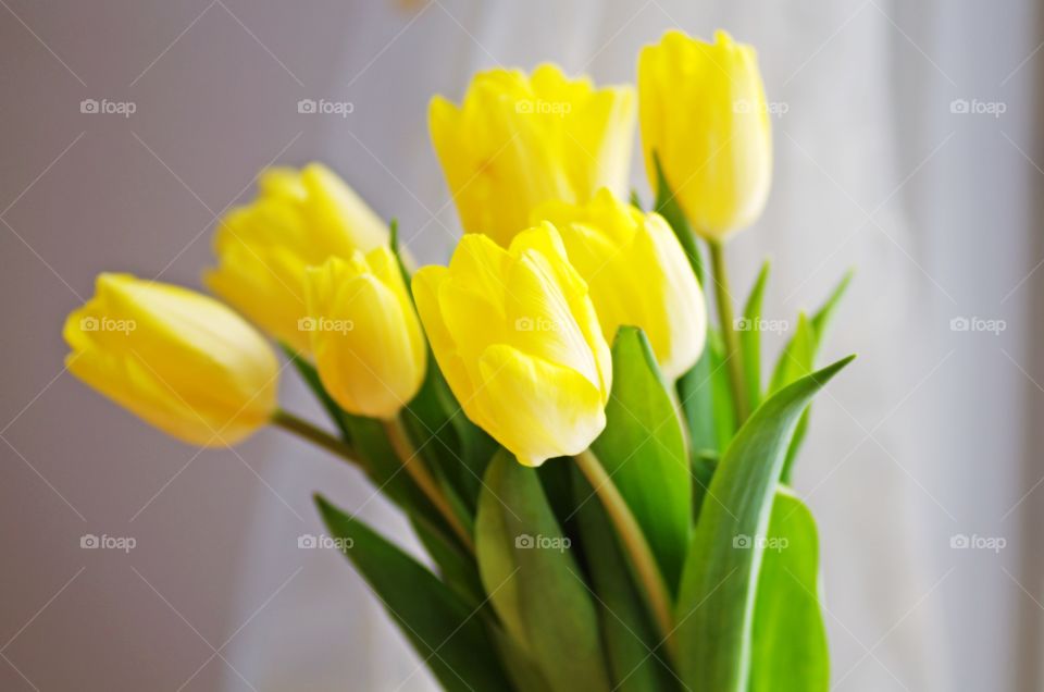 Beautiful bouquet of bunch of tulip yellow flowers with soft focus.