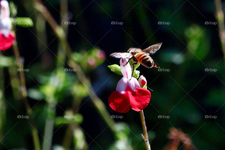 Honey bee in flight