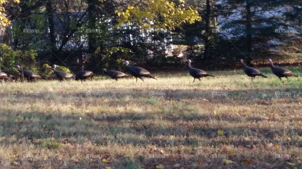 gobblers in the yard